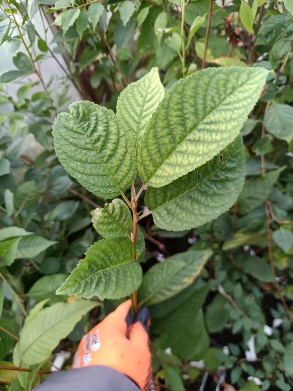 Prunus nipponica var. kurilensis, kuriilienkirsikka