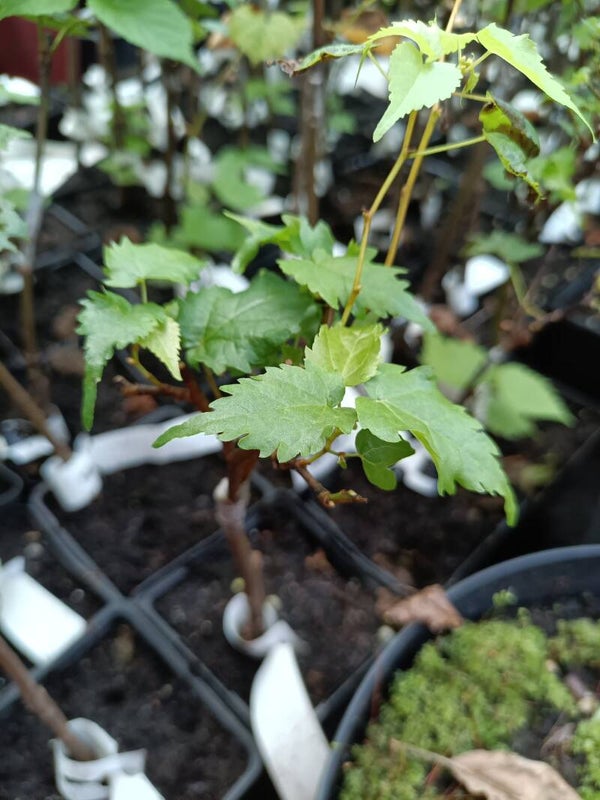 Tilia cordata 'Lico', kääpiömetsälehmus