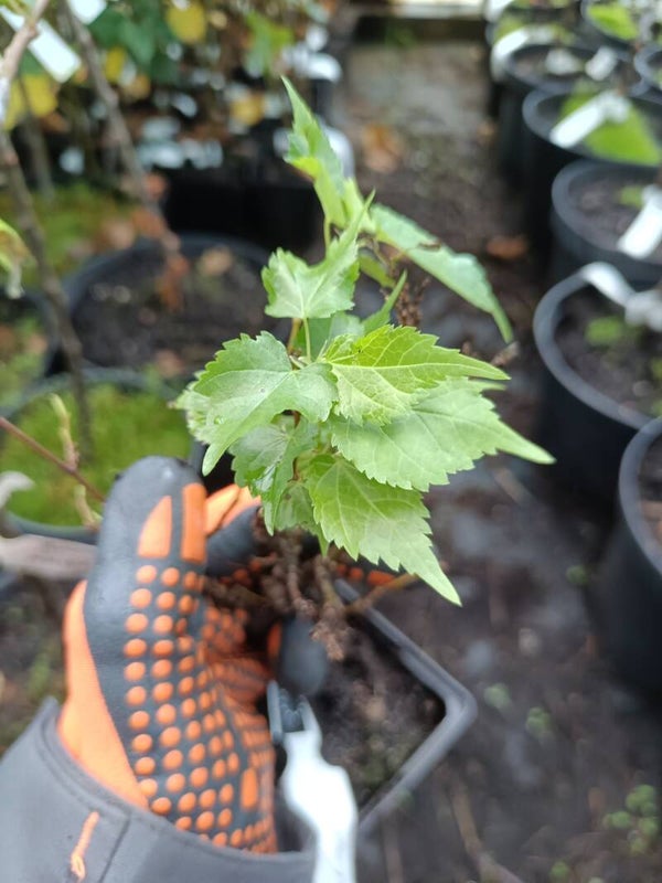 Tilia platyphyllos 'Beldevere', kääpiöisolehtilehmus