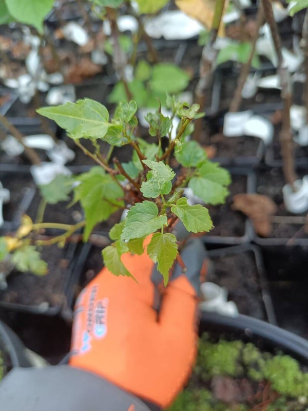 Tilia cordata 'Monto', kääpiömetsälehmus