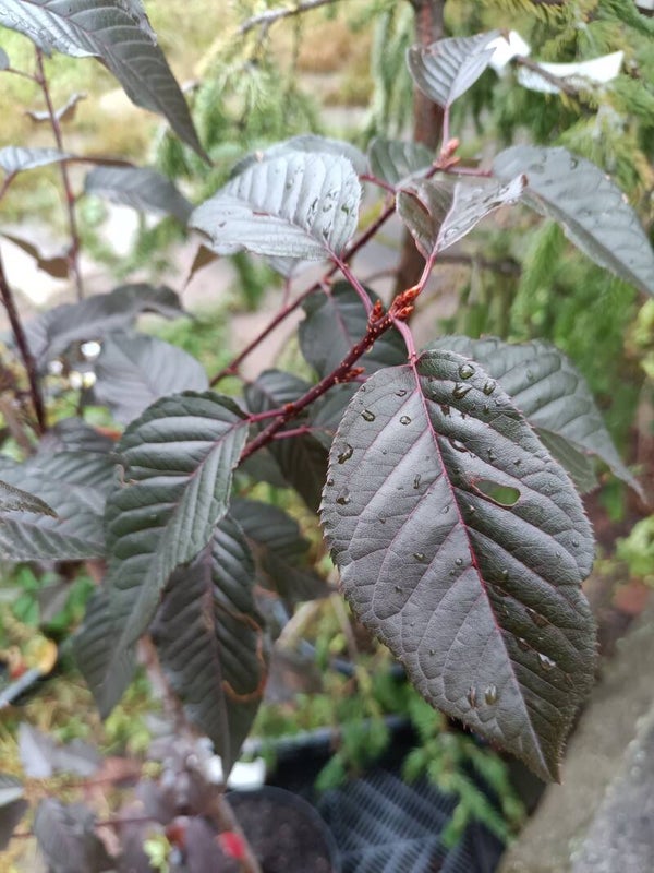Prunus serrulata 'Royal Burgundy', japaninkirsikka