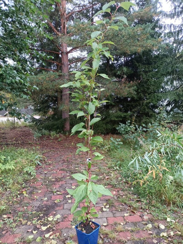 Prunus serrulata 'Amanogawa', pilarijapaninkirsikka