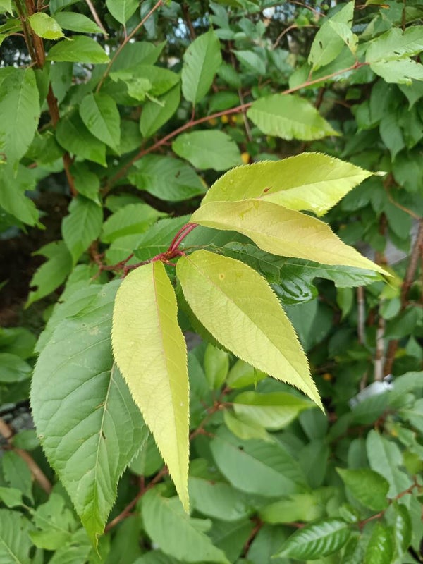 Prunus serrulata 'Kanzan', japaninkirsikka