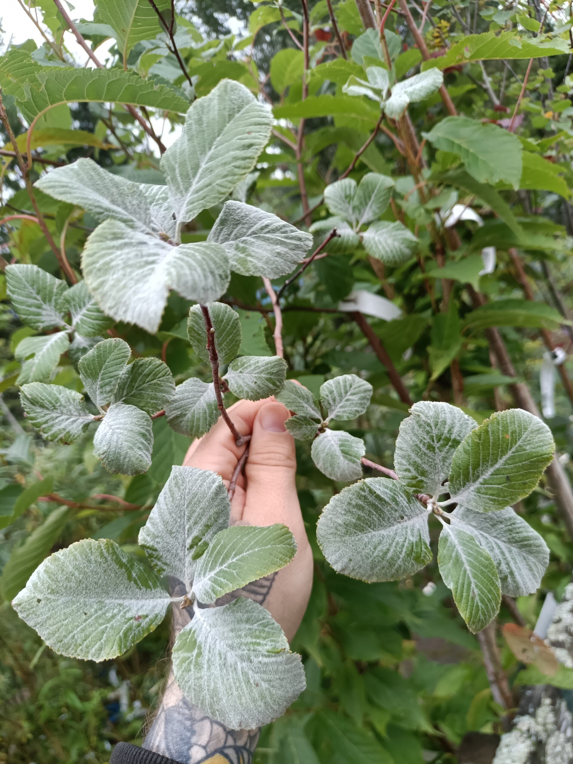 Aria edulis (Sorbus aria), saksanpihlaja