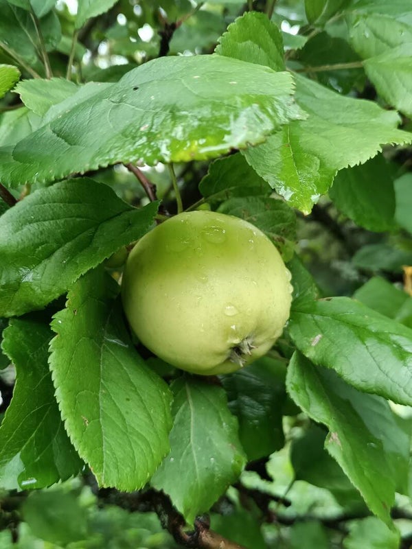 Malus domestica 'Liivi Kuldrenett', tarhaomenapuu