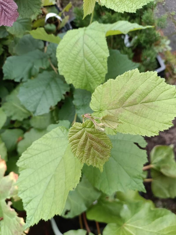 Corylus avellana 'Barcelloner Eckige' euroopanpähkinäpensas