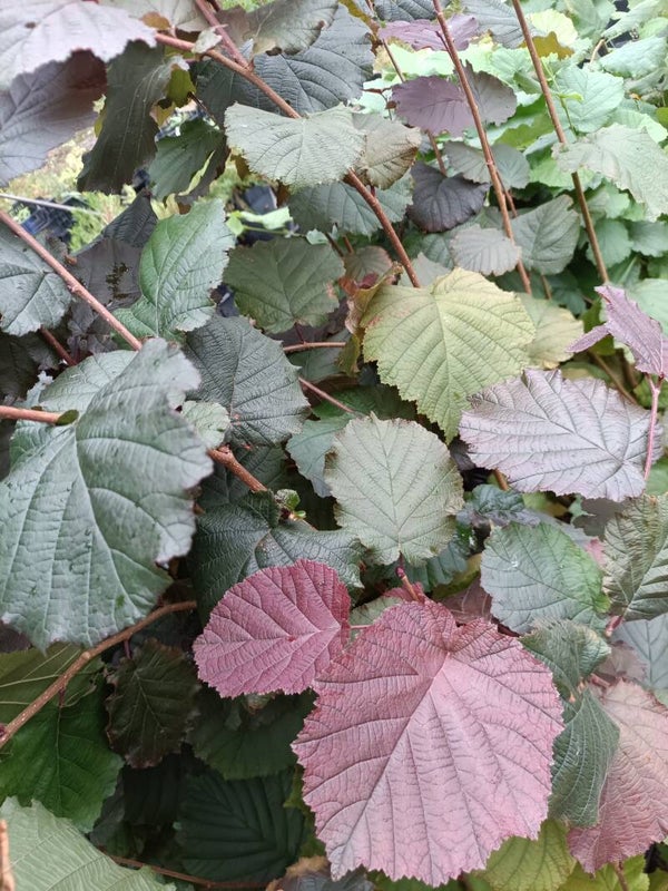 Corylus avellana 'Rotblättrige Zellernuss', euroopanpähkinäpensas