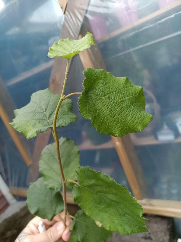 Corylus avellana 'Webbs Preisnuss', euroopanpähkinäpensas