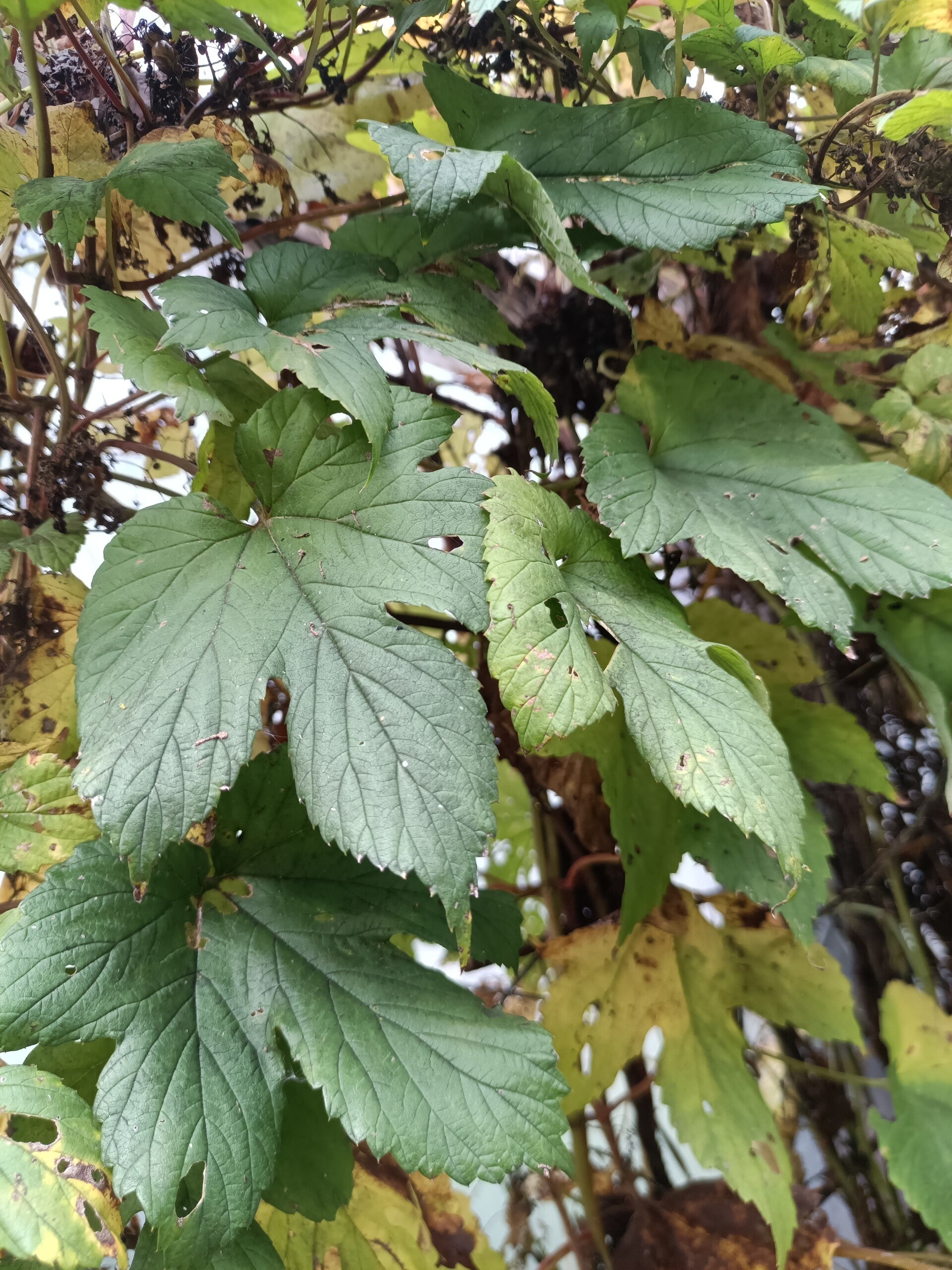 Humulus lupulus, humala