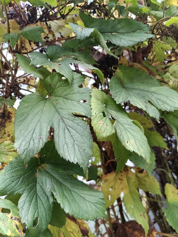 Humulus lupulus, humala