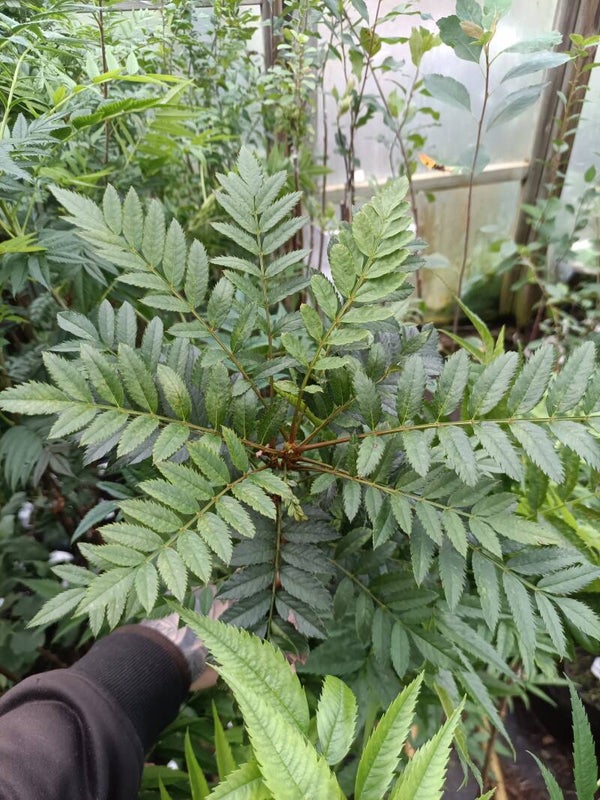 Sorbus 'Joseph Rock', sitruunapihlaja