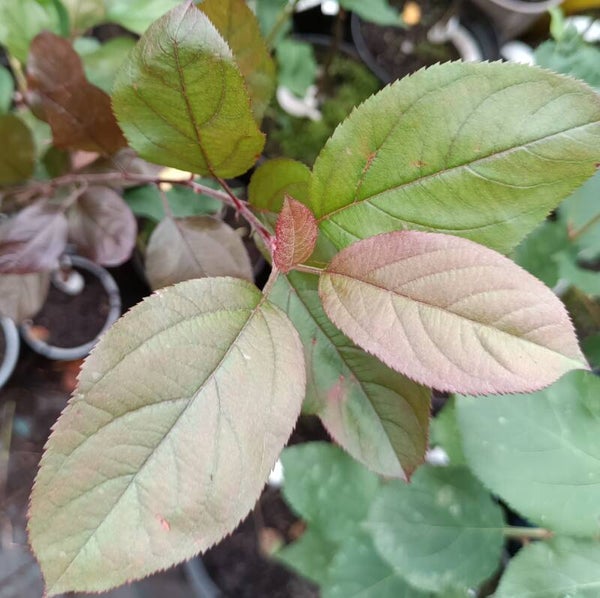 Malus 'Eleyi', purppuraomenapuu
