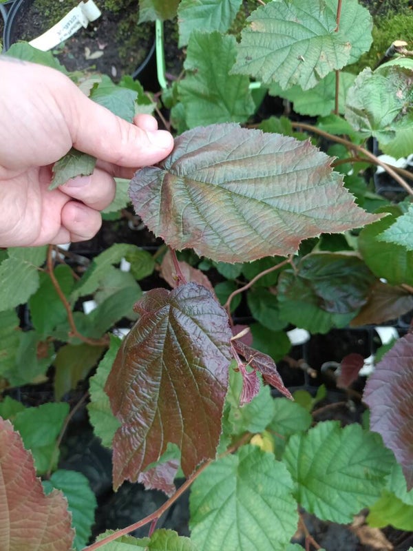 Corylus avellana 'JM 251' Purple Umbrella, riippapunapähkinäpensas