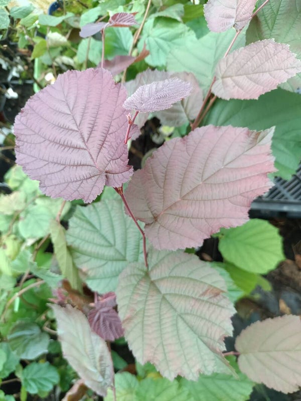Corylus avellana 'Rode Zellernoot', punaeuroopanpähkinäpensas