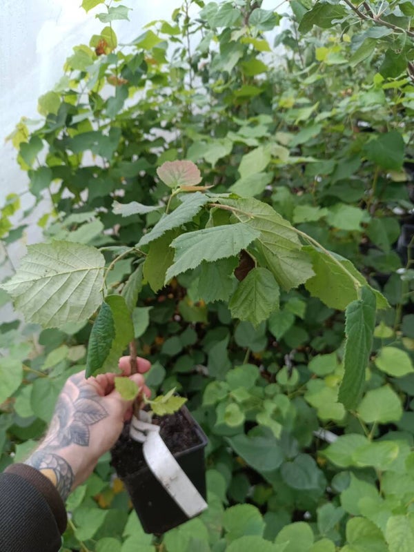 Corylus avellana 'Pendula', riippaeuroopanpähkinäpensas