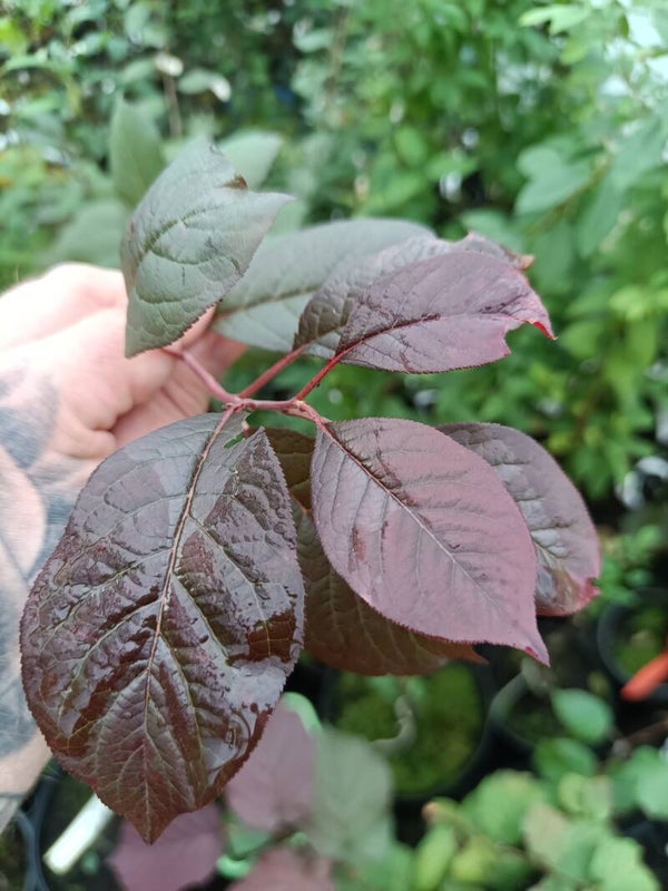 Prunus cerasifera 'Matjyun' ('Punainen Paroni'), kirsikkaluumu