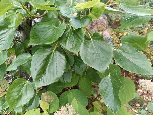 Tilia x euchlora, kriminlehmus