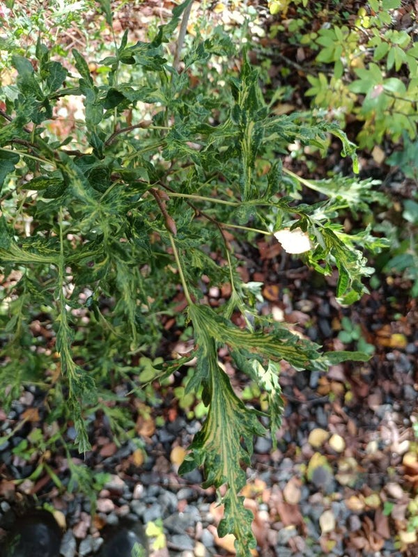 Tilia 'Henryk Eder', liuskalehtilehmus