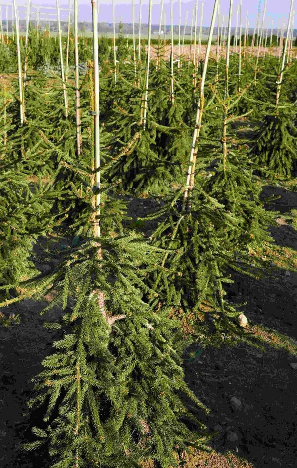 Picea abies 'Inversa', riippakuusi