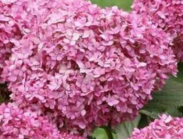 Hydrangea arborescens Pink Annabelle 'NCHA2', pallohortensia