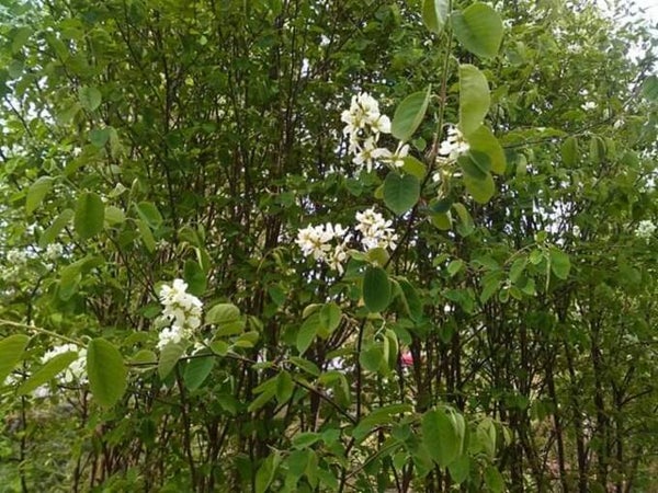 Amelanchier spicata, isotuomipihlaja