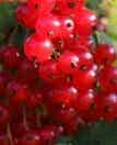 Ribes rubrum 'Jonkheer van Tets', punaherukka