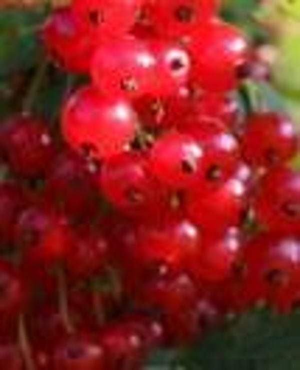 Ribes rubrum 'Jonkheer van Tets', punaherukka