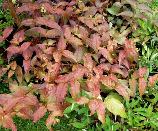 Diervilla x splendens 'Kajo', lamovuohenkuusama