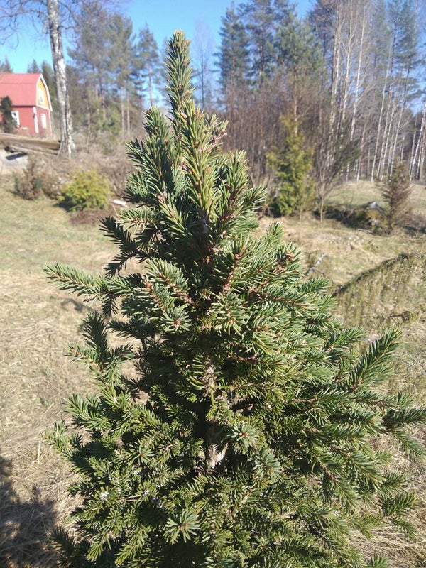 Picea abies 'Kapea kääpiökuusi', kääpiökuusi