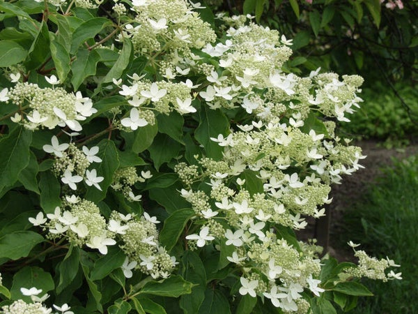 Hydrangea paniculata 'Praecox', kuutamohortensia