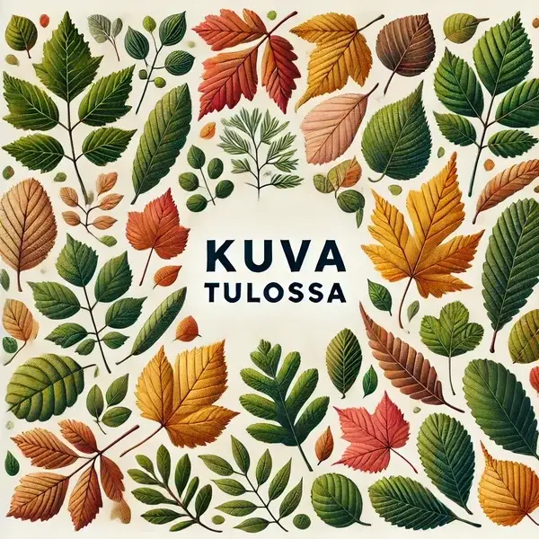 Quercus robur 'Mäkisenmäki', pylvästammi