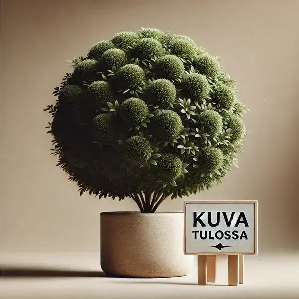 Salix schwerinii x alaxensis, pajuristeymä (nro 35)