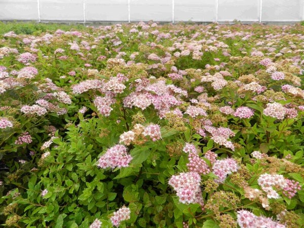 Spiraea japonica 'Little Princess', keijuangervo