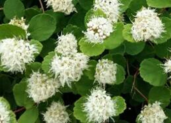Spiraea beauverdiana 'Lumikki', verhoangervo