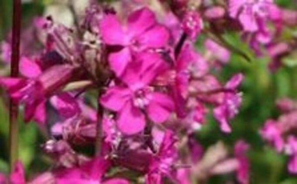 Viscaria vulgaris, mäkitervakko