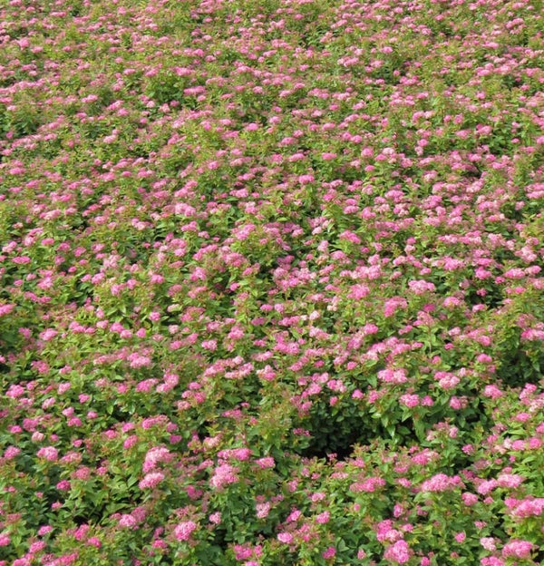 Spiraea japonica 'Manon', tummaruusuangervo