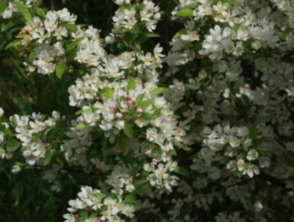 Malus toringo var. sargentii, marjaomenapensas