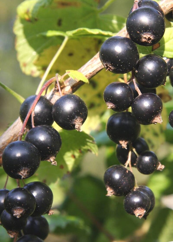Ribes nigrum 'Marski', mustaherukka