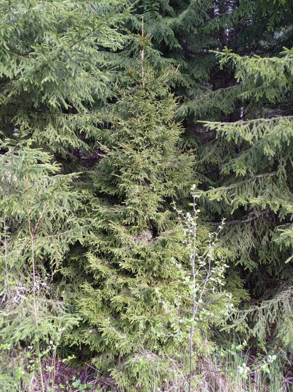 Picea abies 'Suokannaksen Kartio', kääpiökuusi