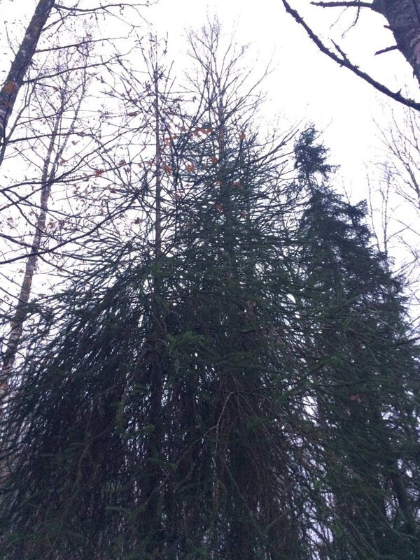 Picea abies 'Jegor's Weeping Snake', käärmekuusi