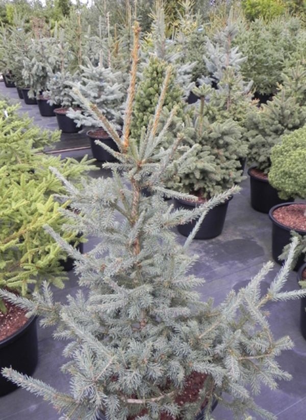 Picea obovata 'Glauca', siperiankuusi