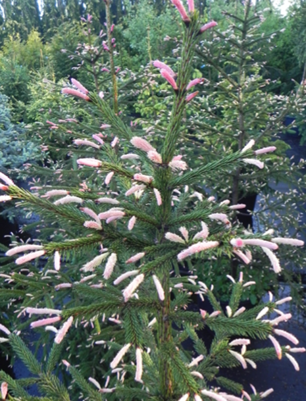 Picea abies 'Roseopicata', "pinkkineulaskuusi"