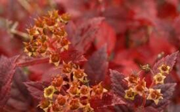 Spiraea japonica 'Nana', pikkukeijuangervo