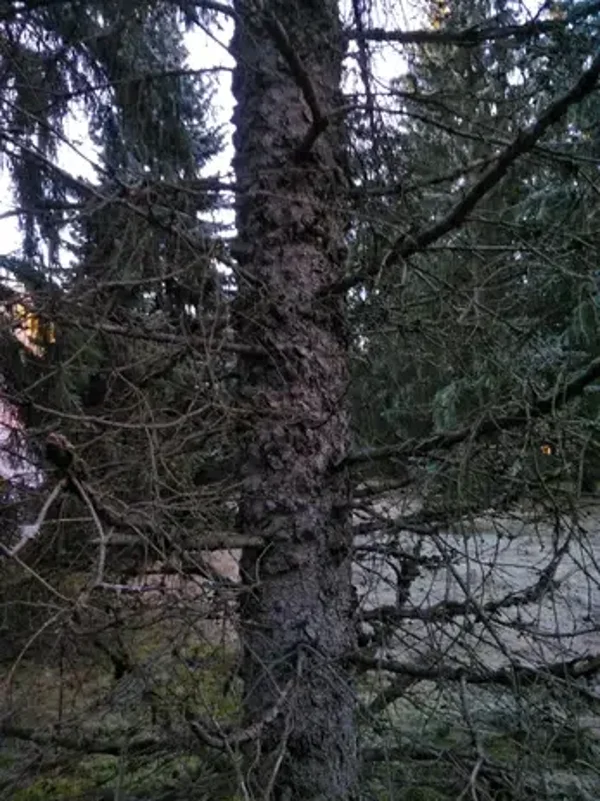 Picea abies f. corticata, K495 Nurmes, kaarnakuusi