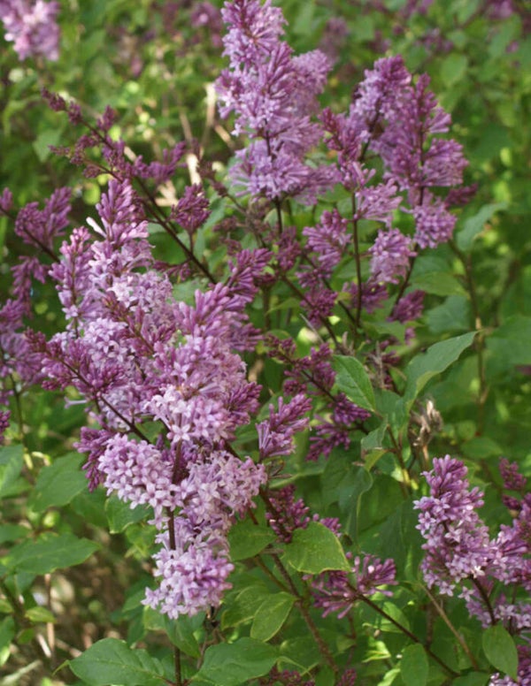 Syringa josikaea 'Oden', unkarinsyreeni
