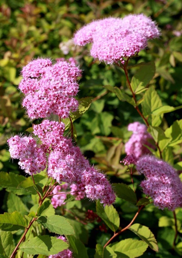 Spiraea japonica 'Odensala', loistoangervo