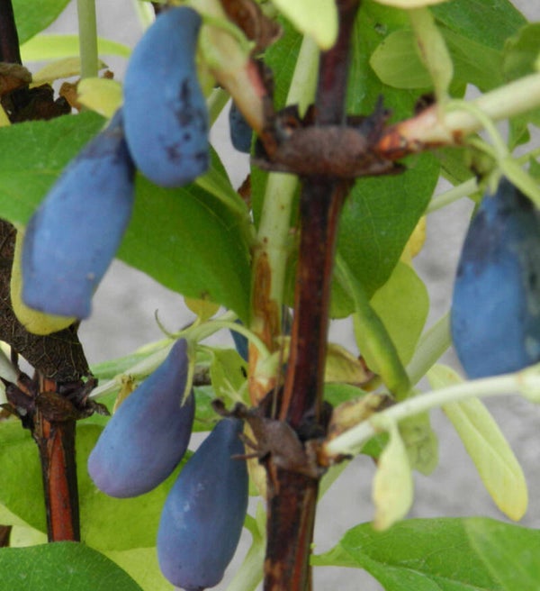 Lonicera caerulea var. kamtschatica 'Onni' (T3), marjasinikuusama (hunajamarja)