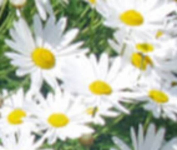 Leucanthemum vulgare, päivänkakkara