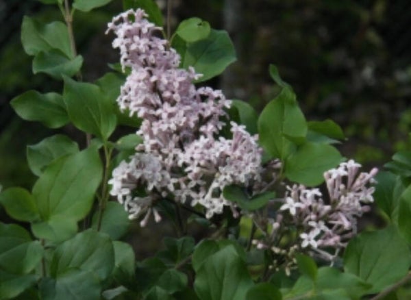 Syringa meyeri 'Palibin', pikkusyreeni