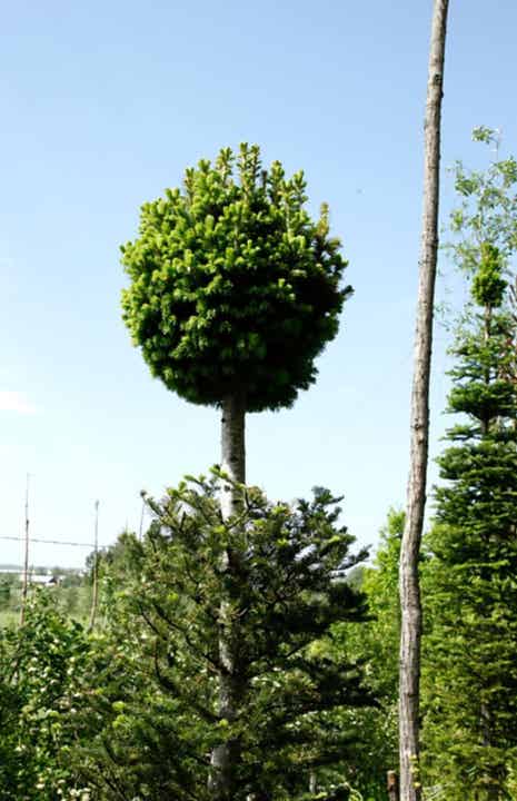 Abies sibirica 'Pallo-Pekka', pallosiperianpihta